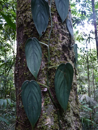 Philodendron hopkinsianum · iNaturalist