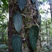 Philodendron hopkinsianum - Photo (c) Nate Hartley, some rights reserved (CC BY-NC), uploaded by Nate Hartley