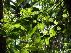 Philodendron hylaeae