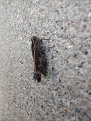 Calliptamus barbarus