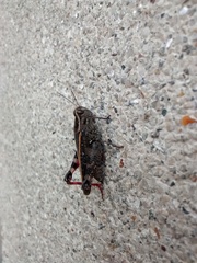 Calliptamus barbarus