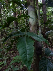 Philodendron hylaeae