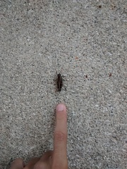 Calliptamus barbarus