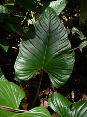 Philodendron ornatum