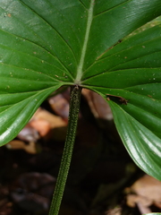 Philodendron ornatum