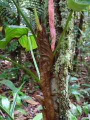 Philodendron ornatum