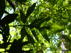 Philodendron pedatum