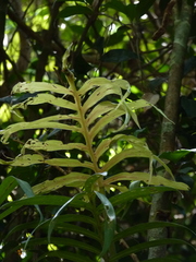 Philodendron tortum