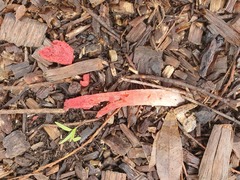 Phallus rubicundus