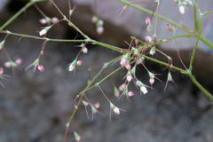 Oxytheca dendroidea dendroidea
