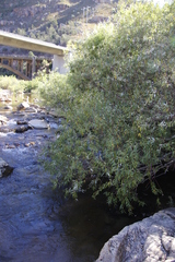 Salix mucronata mucronata