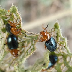 Podagrica fuscicornis