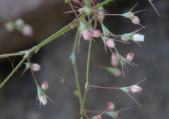 Oxytheca dendroidea dendroidea