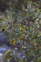 Salix mucronata mucronata