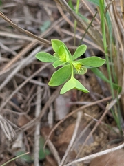 Euphorbia tetrapora