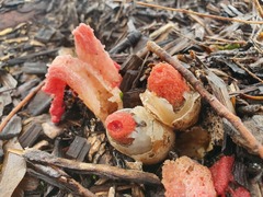 Phallus rubicundus