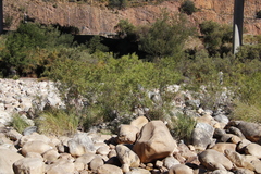 Salix mucronata mucronata