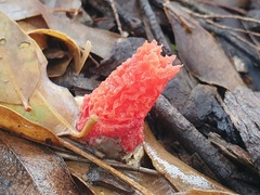 Phallus rubicundus