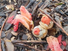 Phallus rubicundus