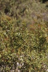Salix mucronata mucronata