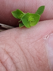 Euphorbia tetrapora