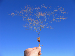 Oxytheca dendroidea dendroidea