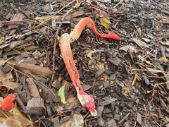 Phallus rubicundus