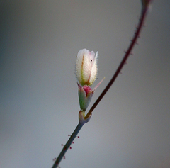 Oxytheca dendroidea dendroidea