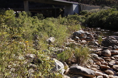 Salix mucronata mucronata