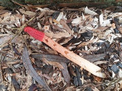 Phallus rubicundus