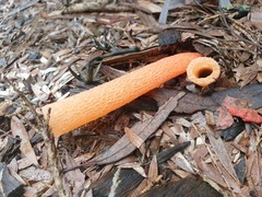 Phallus rubicundus