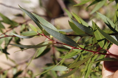 Salix mucronata mucronata