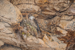 Oreotrochilus estella