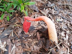 Phallus rubicundus