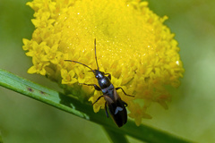 Pterotmetus dimidiatus