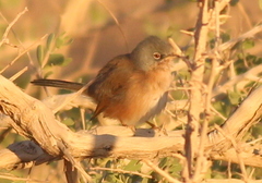 Curruca deserticola