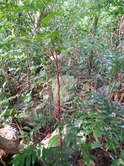 Xylopia brasiliensis