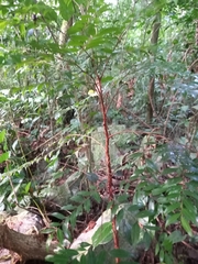 Xylopia brasiliensis