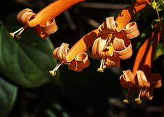 Pyrostegia