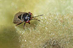 Geocoris megacephalus