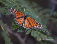 Danaus plexippus plexippus