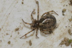 Enoplognatha mandibularis