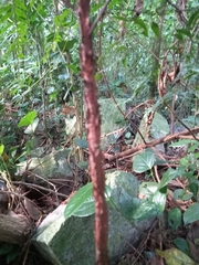 Xylopia brasiliensis