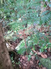 Xylopia brasiliensis