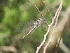 Epitheca petechialis
