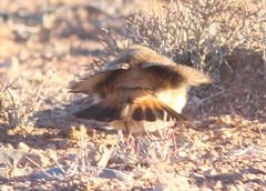 Oenanthe moesta