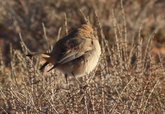 Oenanthe moesta