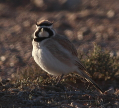 Eremophila bilopha