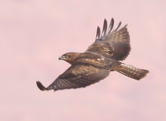Buteo rufinus cirtensis