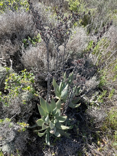 Dudleya cultrata